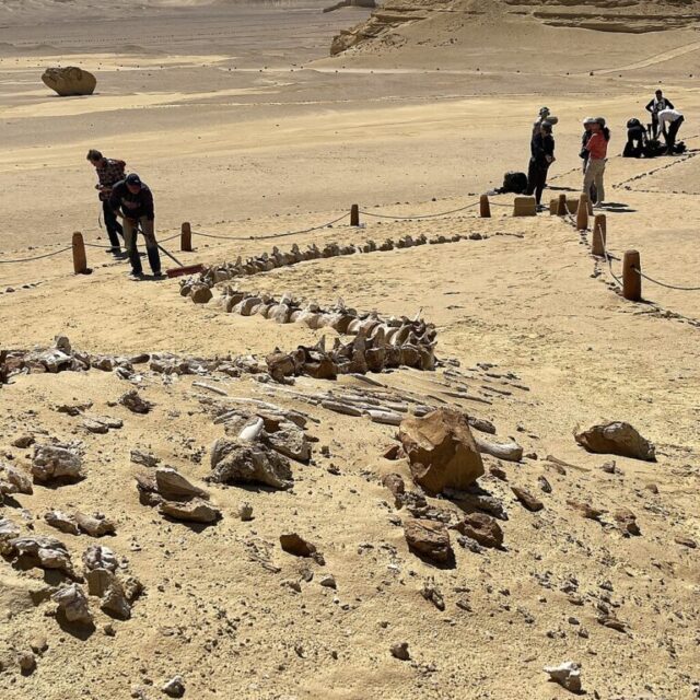 Valley-of-the-Whales